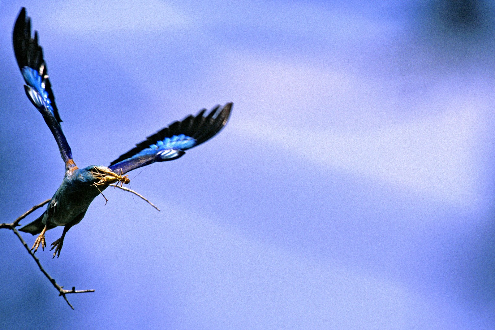 Un oiseau bleu à tête jaune s'envole d'une branche, un insecte dans le bec