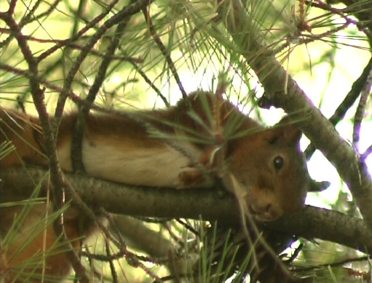 Écureuil allongé sur une branche d'arbre