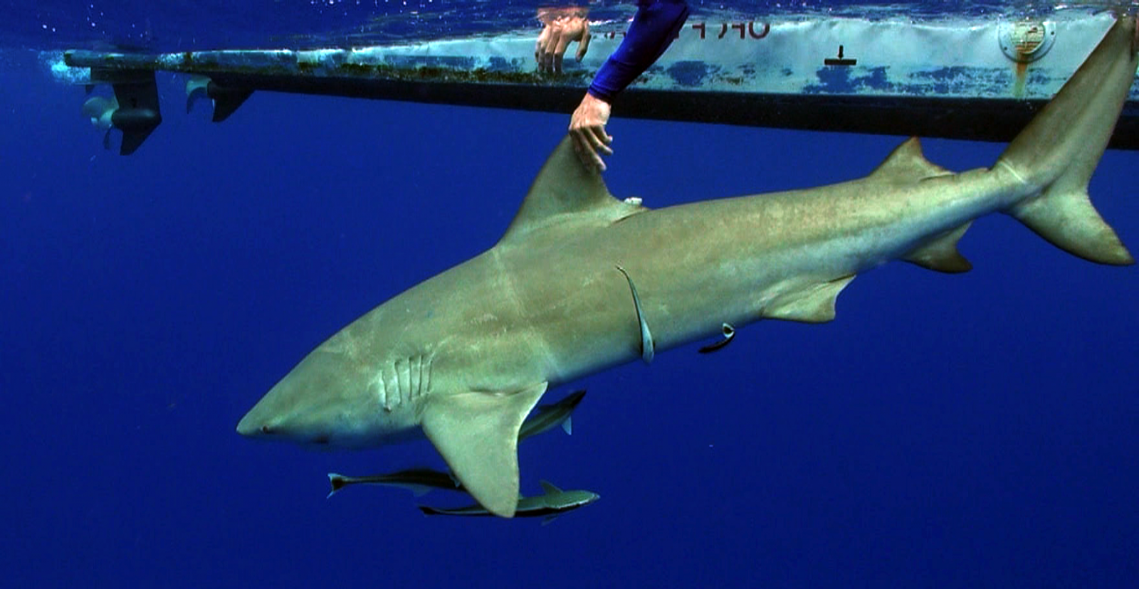 Marquage d'un requin Bouledogue