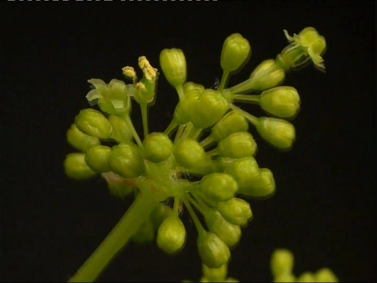 Fleur de raisin