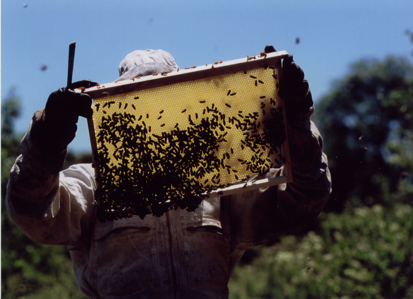 Apiculteur manipulant des abeilles